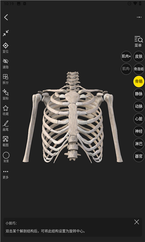 3Dbody解剖