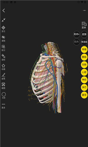 3Dbody解剖