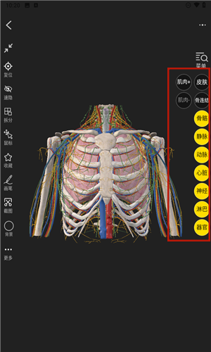 3Dbody解剖