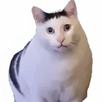 猫meme动态表情包